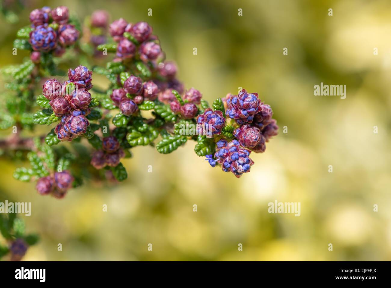 Close up of buds on a California lilac (ceanothus) bush Stock Photo