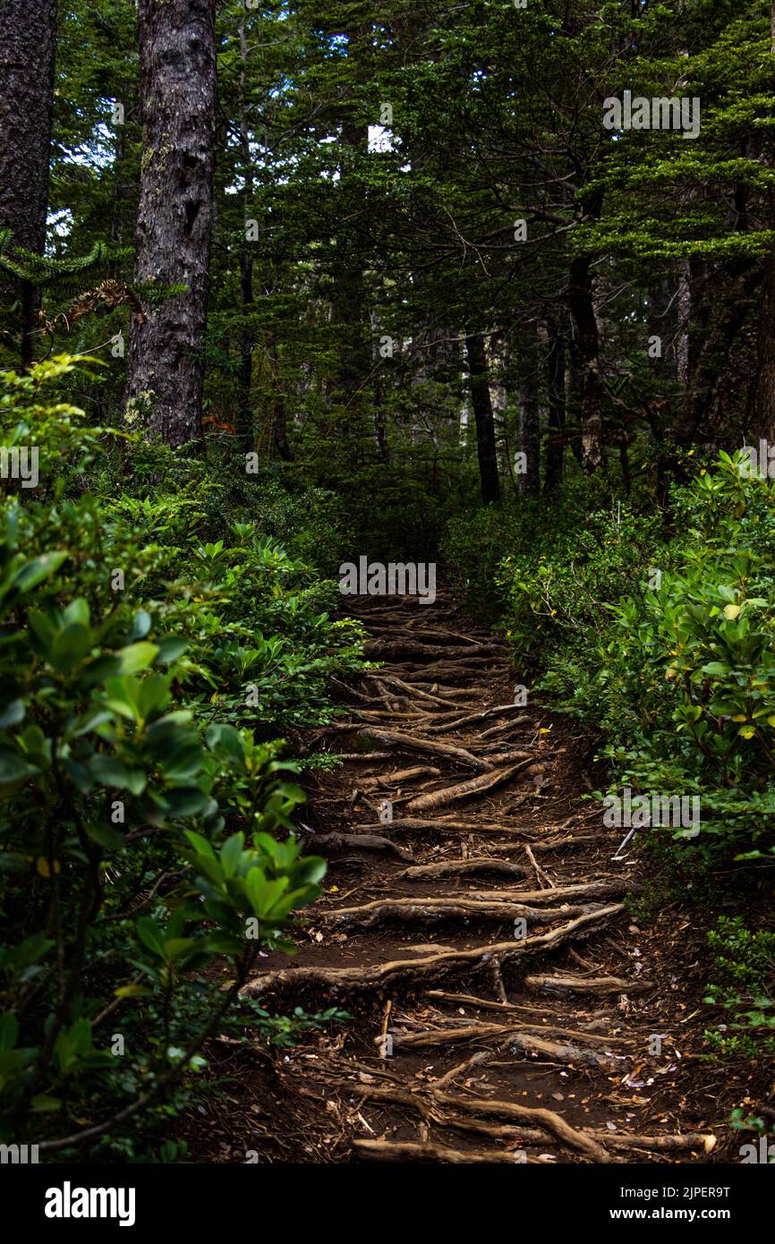 Vertical shot beautiful pathway hi-res stock photography and images - Alamy
