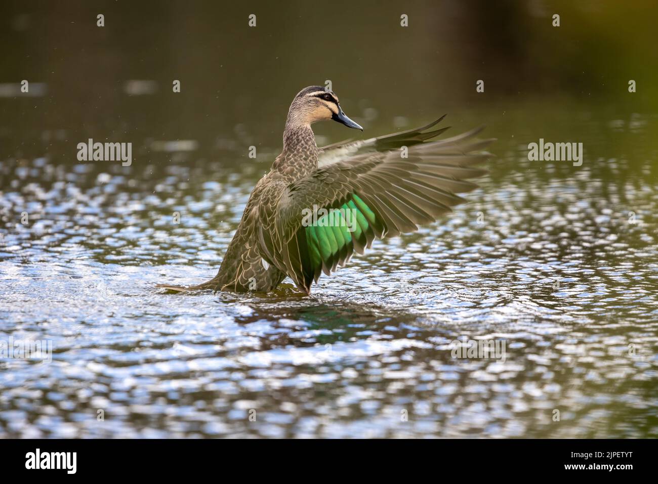 A closeup of an adorable pacific black duck swimming in a pond Stock