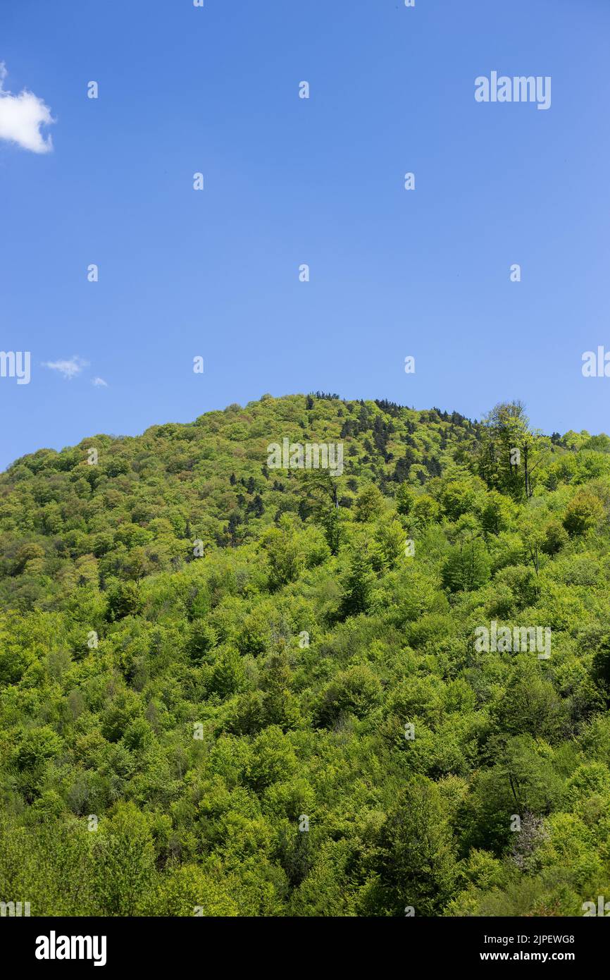 A beautiful green landscape of dense forests in the mountains in Lori