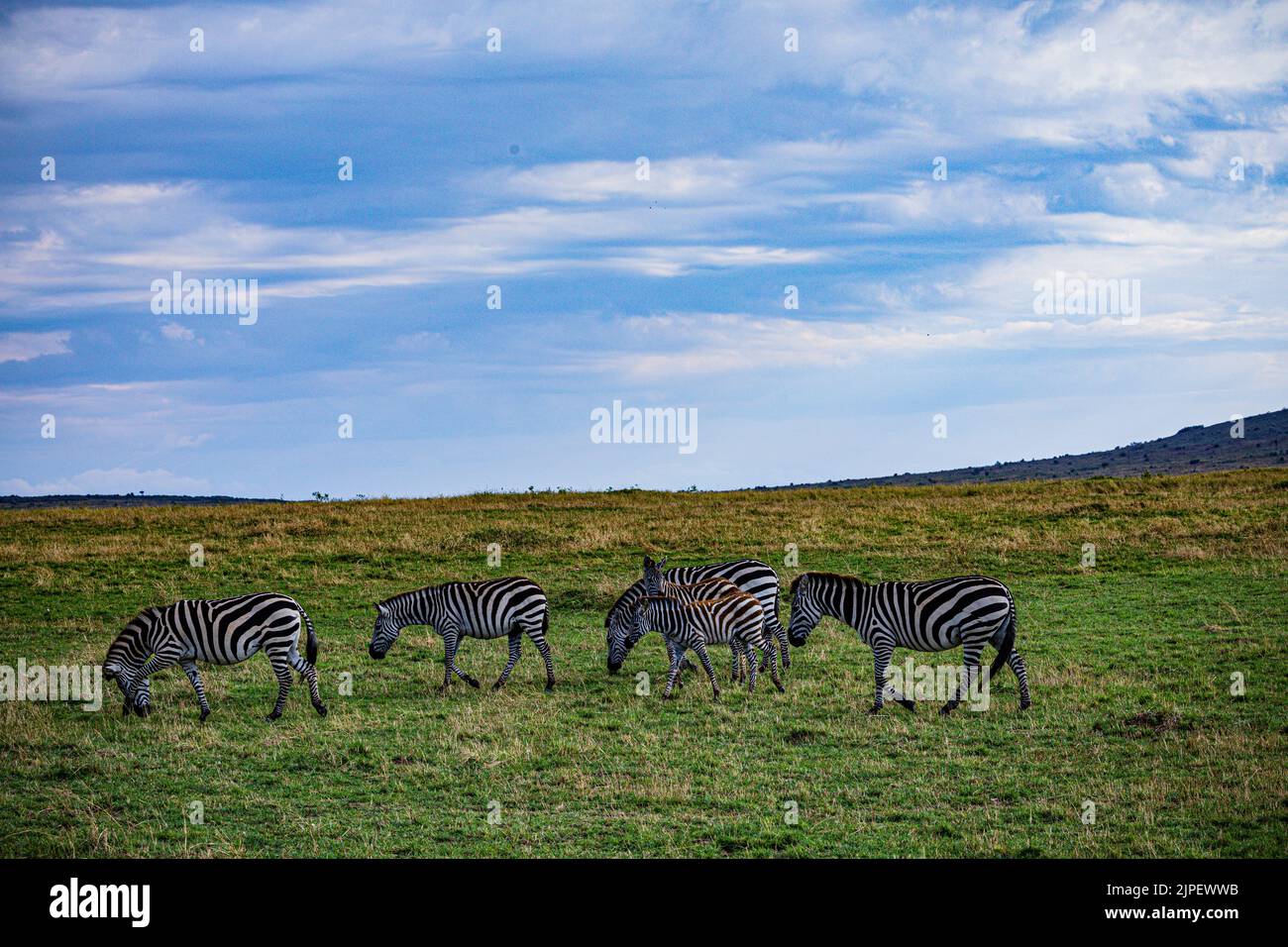 Zebras are African equines with distinctive black-and-white striped ...