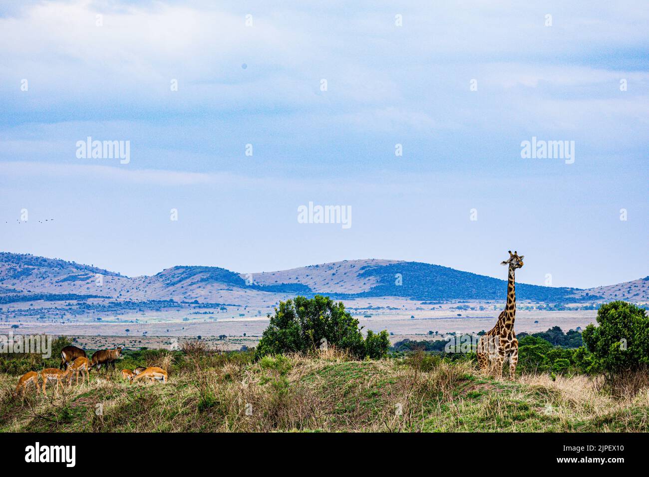 The giraffe is a large African hoofed mammal belonging to the genus Giraffa. It is the tallest living terrestrial animal and the largest ruminant on E Stock Photo
