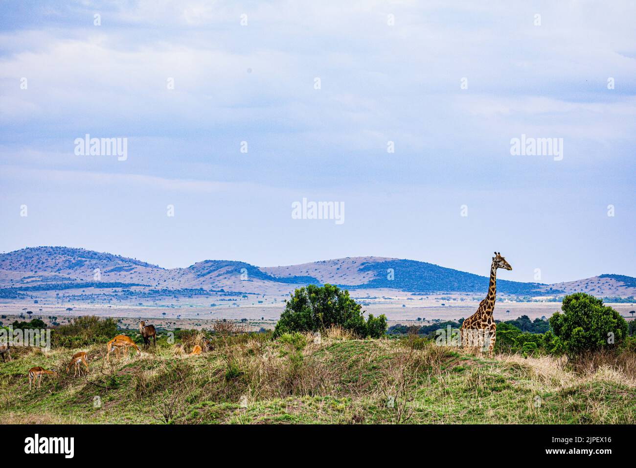 The giraffe is a large African hoofed mammal belonging to the genus Giraffa. It is the tallest living terrestrial animal and the largest ruminant on E Stock Photo