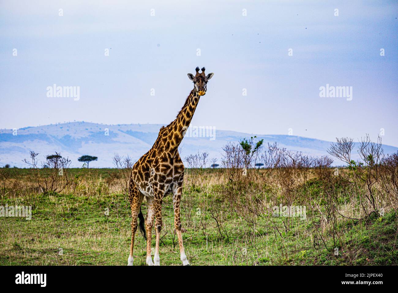 The giraffe is a large African hoofed mammal belonging to the genus Giraffa. It is the tallest living terrestrial animal and the largest ruminant on E Stock Photo