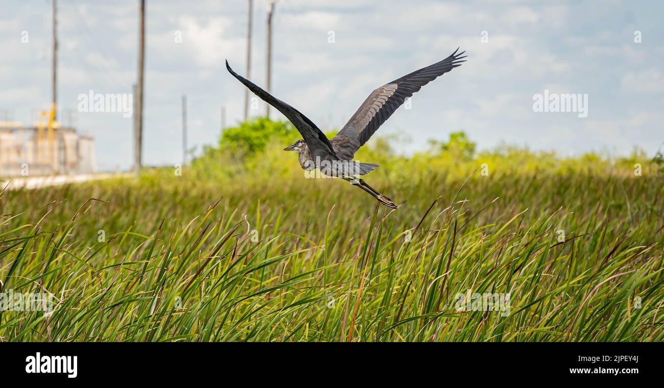 Everglades National Park and Habitat, Miami, Florida Stock Photo Alamy
