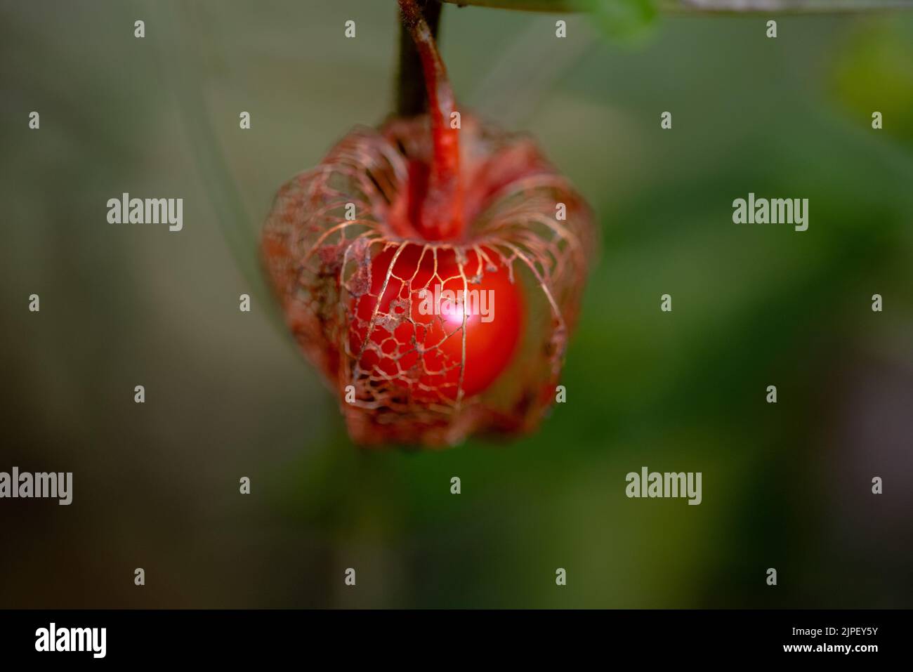 Physalis alkekengi, the bladder cherry, Chinese lantern, Japanese-lantern, strawberry groundcherry, or winter cherry, is a species of flowering plant Stock Photo