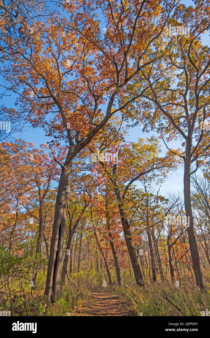 Archway of Colorful Trees in the Fall in the Penny Road Pond Preserve in Illinois Stock Photo