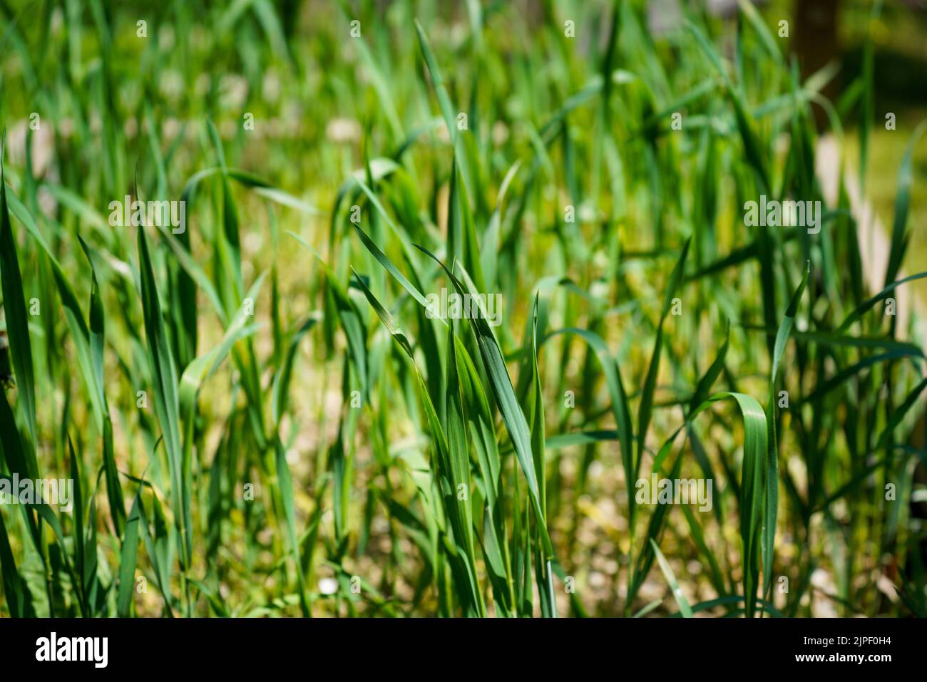 A closeup shot of a sweetgrass (Hierochloe) field Stock Photo