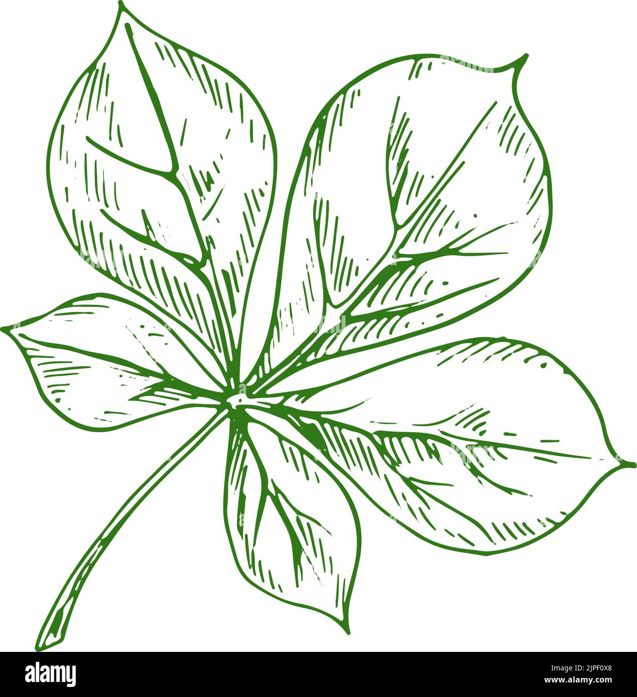Horsechestnut Buckeye green leaf isolated sketch. Vector green spring ...