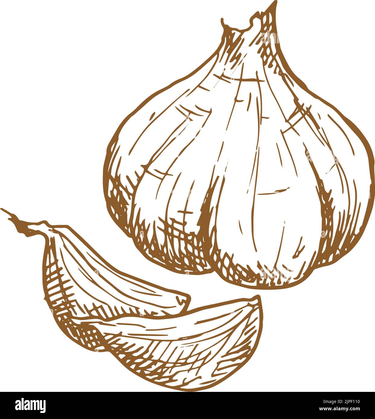 Garlic cooking seasonings sketch. Vector isolated garlic spice