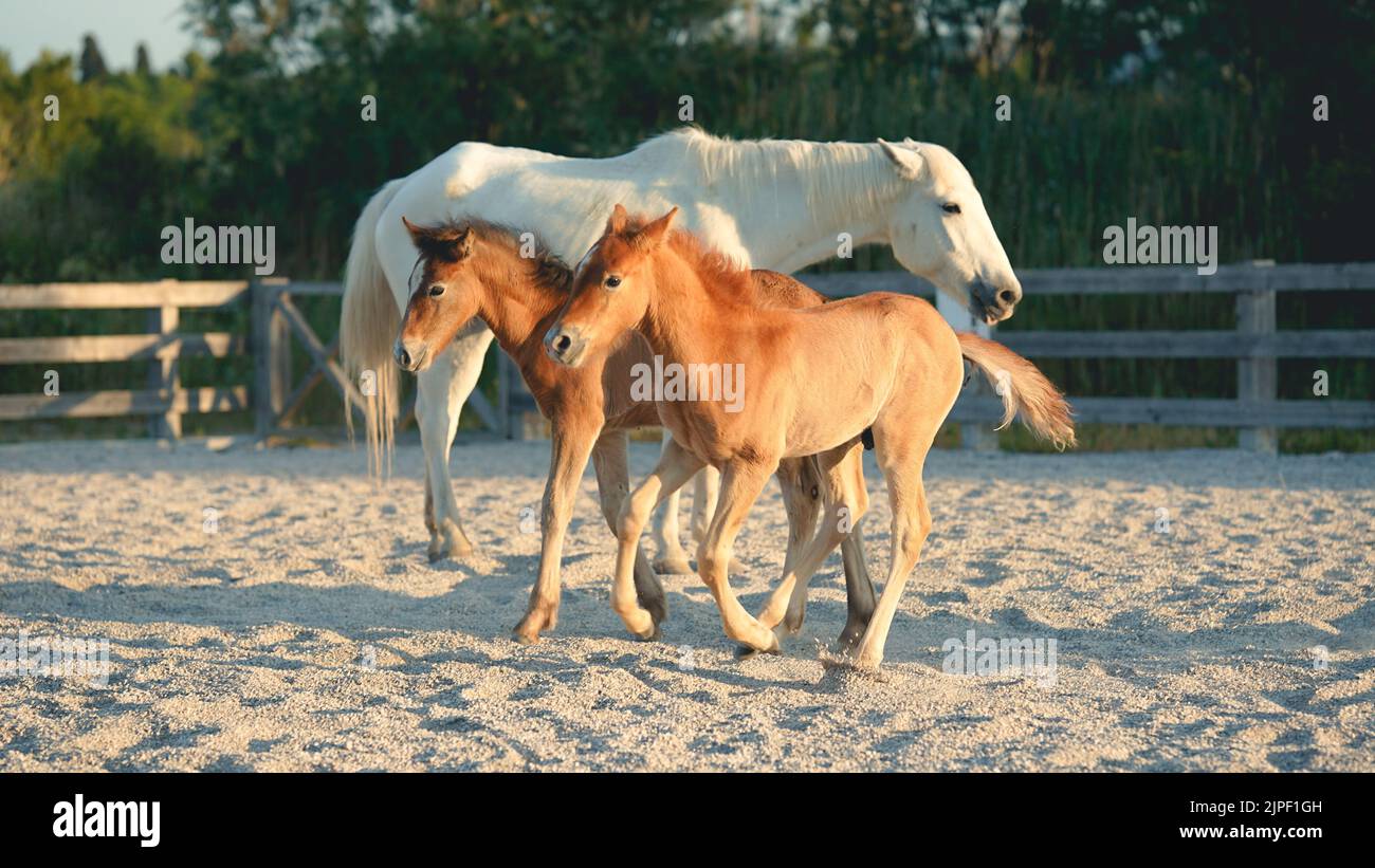 Three young horses playing in a pasture Stock Photo