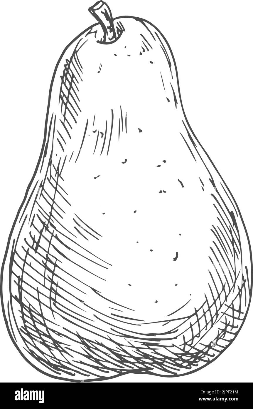 Pear sketch, vector isolated fruit. Natural healthy farm pear fruit ...