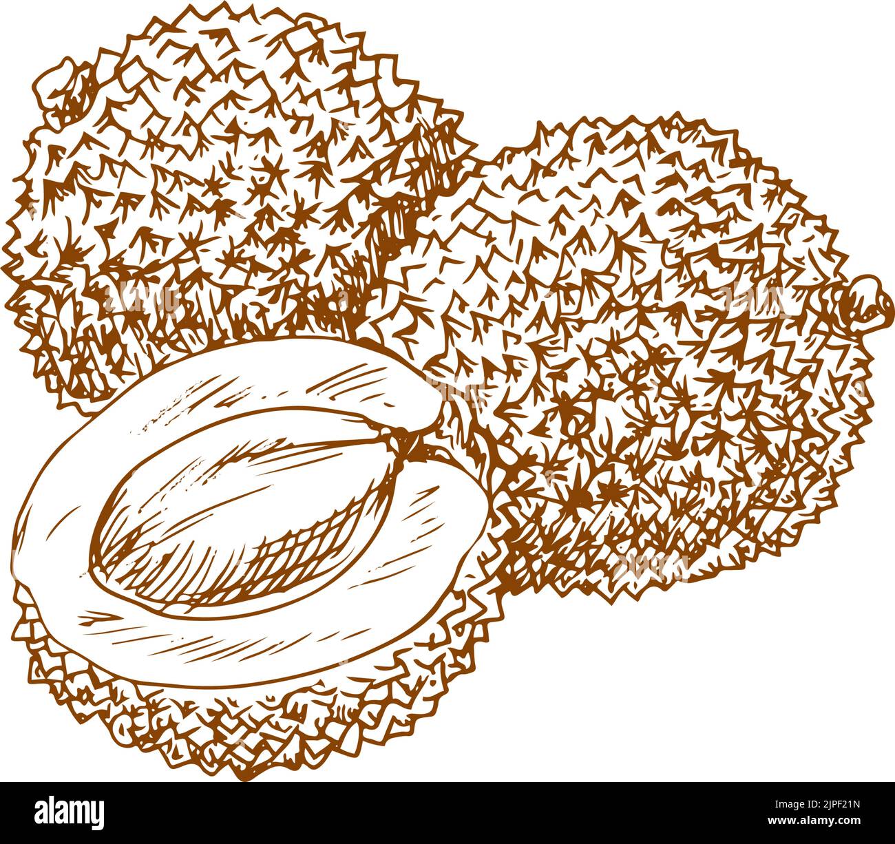 Lychees Icon Outline Vector Thin, Outline Drawing, Thin Drawing, Outline  Sketch PNG and Vector with Transparent Background for Free Download