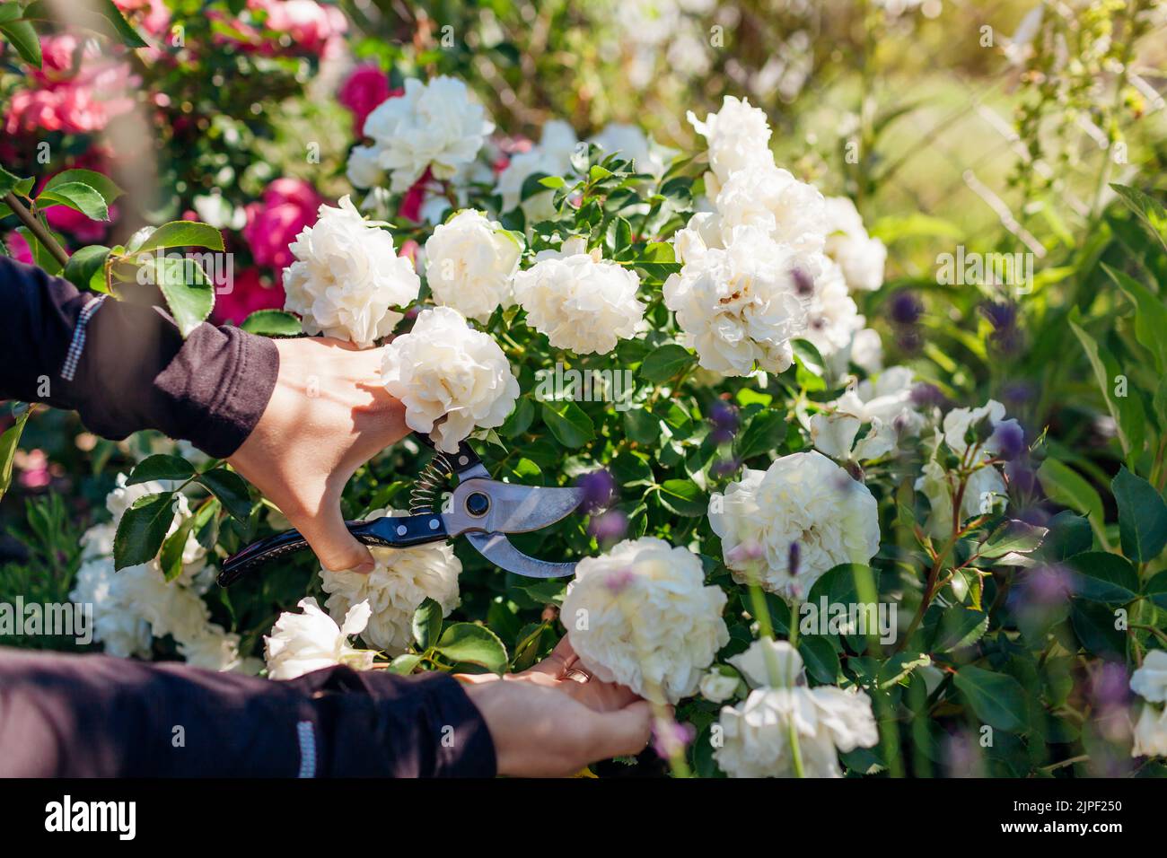 Woman cutting blooming rose flowers in summer garden. Gardener using ...