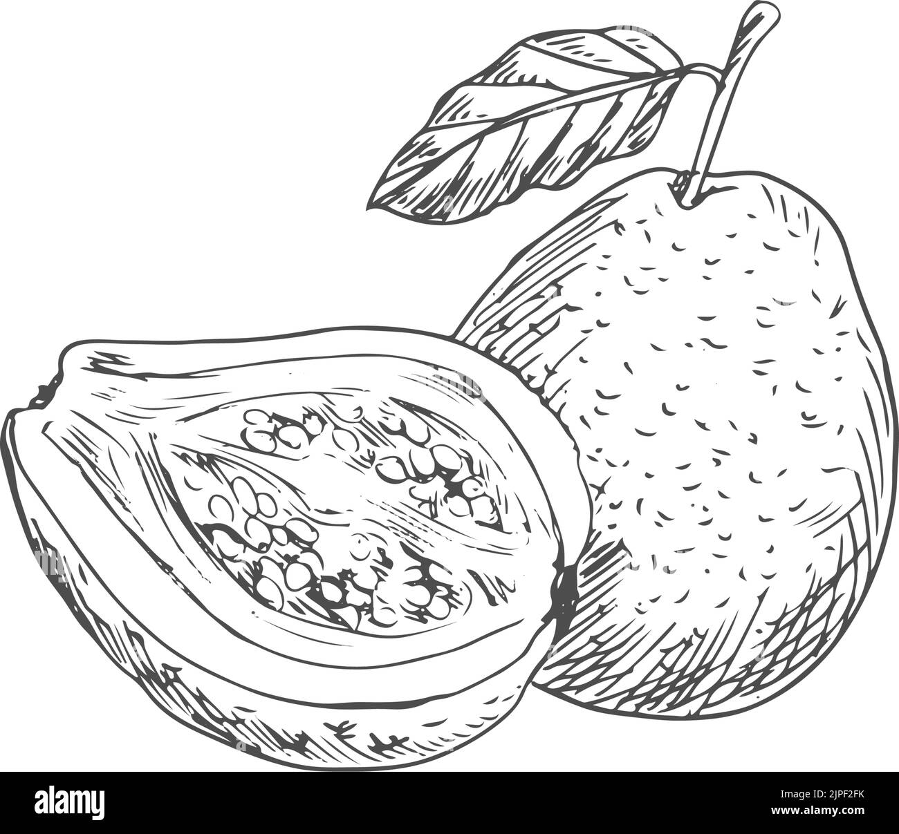Guava Black and White Stock Photos & Images - Alamy