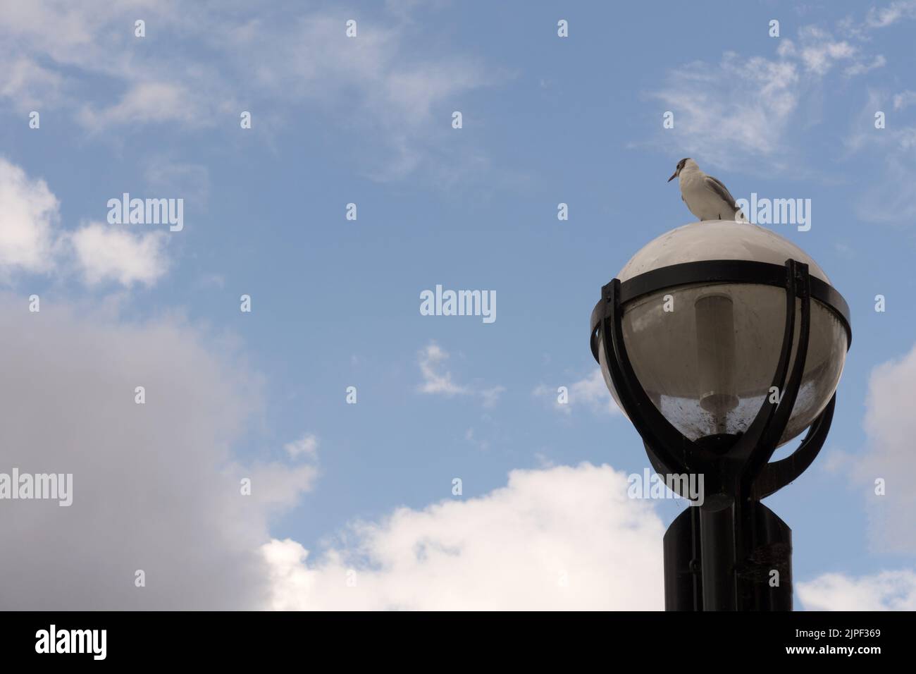 Gull on street lamp hi res stock photography and images Page 3