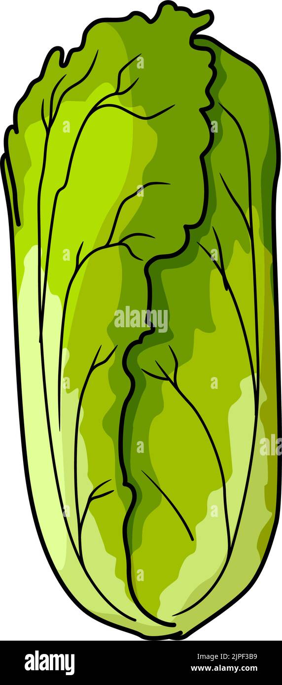 Napa or nappa cabbage, Romaine lettuce isolated chinese cabbage. Vector cos lettuce head Stock