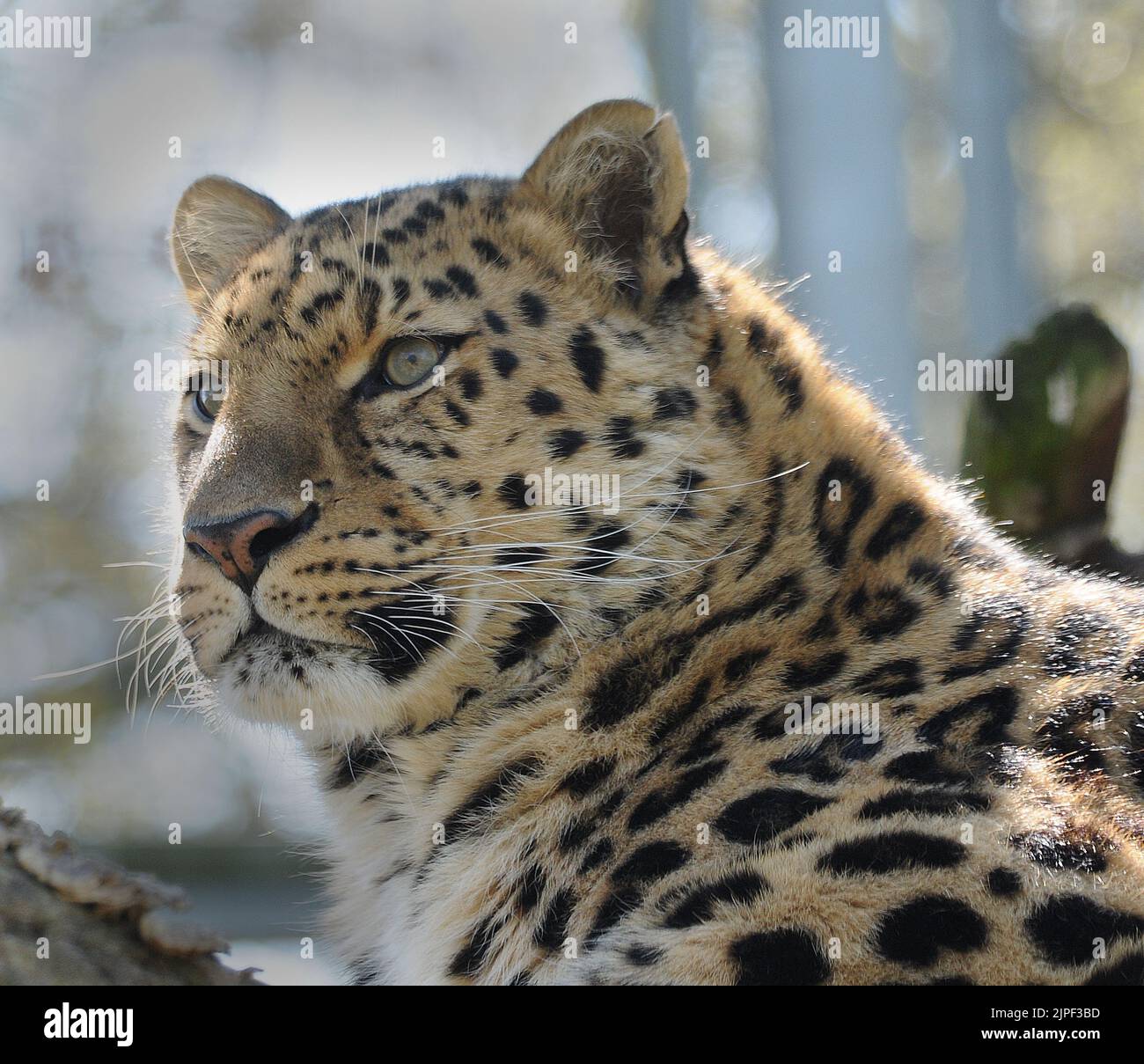 AMUR LEOPARD AT MARWELL ZOOLOGICAL PARK, NEAR WINCHESTER, HANTS. PIC MIKE WALKER,  MIKE WALKER PICTURES 2011 Stock Photo