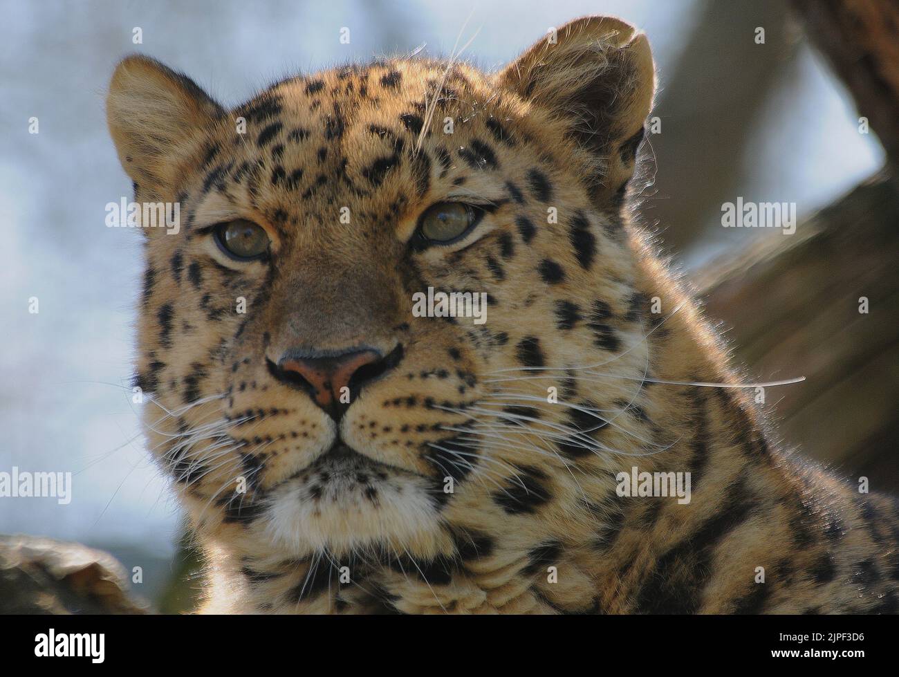 AMUR LEOPARD AT MARWELL ZOOLOGICAL PARK, NEAR WINCHESTER, HANTS. PIC MIKE WALKER,  MIKE WALKER PICTURES 2011 Stock Photo