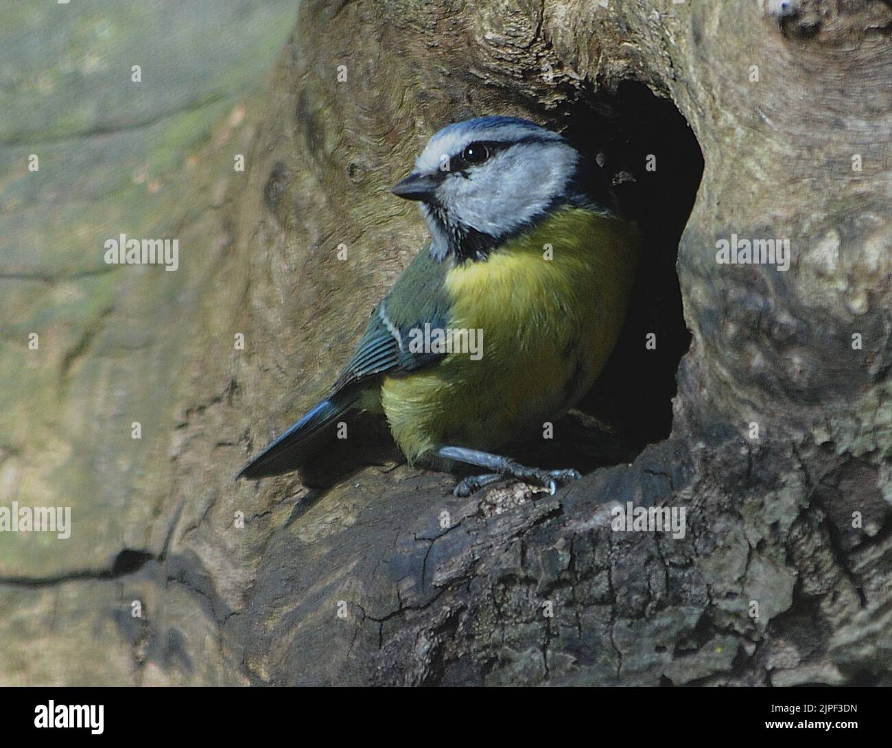 BLUE TIT NESTS WITH AMUR LEOPARD AT MARWELL ZOOLOGICAL PARK, NEAR WINCHESTER, HANTS. PIC MIKE WALKER, 2011 Stock Photo