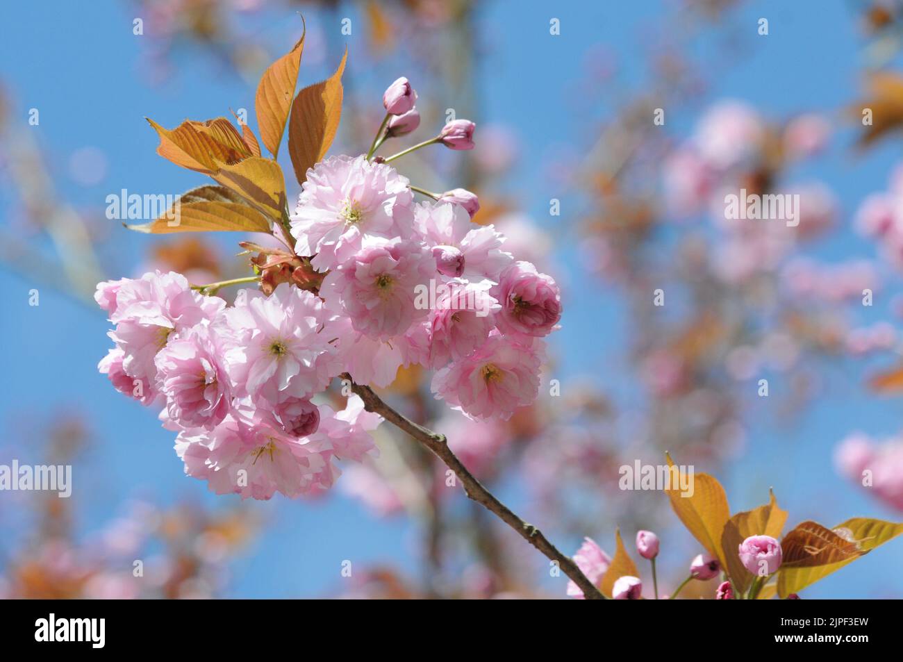 CHERRY BLOSSOM PIC MIKE WALKER MIKE WALKER PICTURES,2011 Stock Photo
