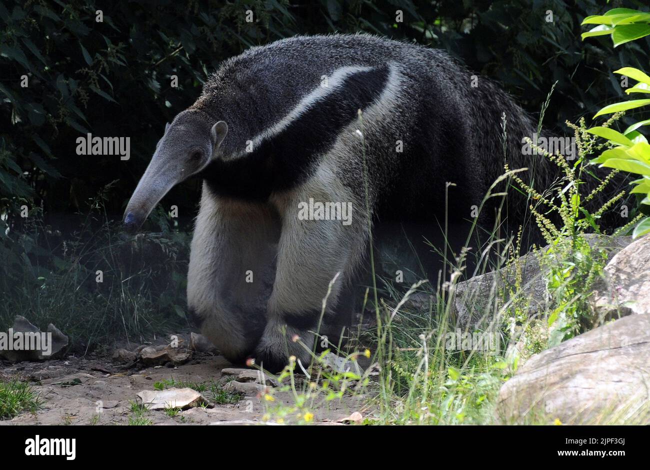GIANT ANTEATER, MARWELL ZOO, HAMPSHIRE MIKE WALKER PICTURES, 2011 Stock Photo