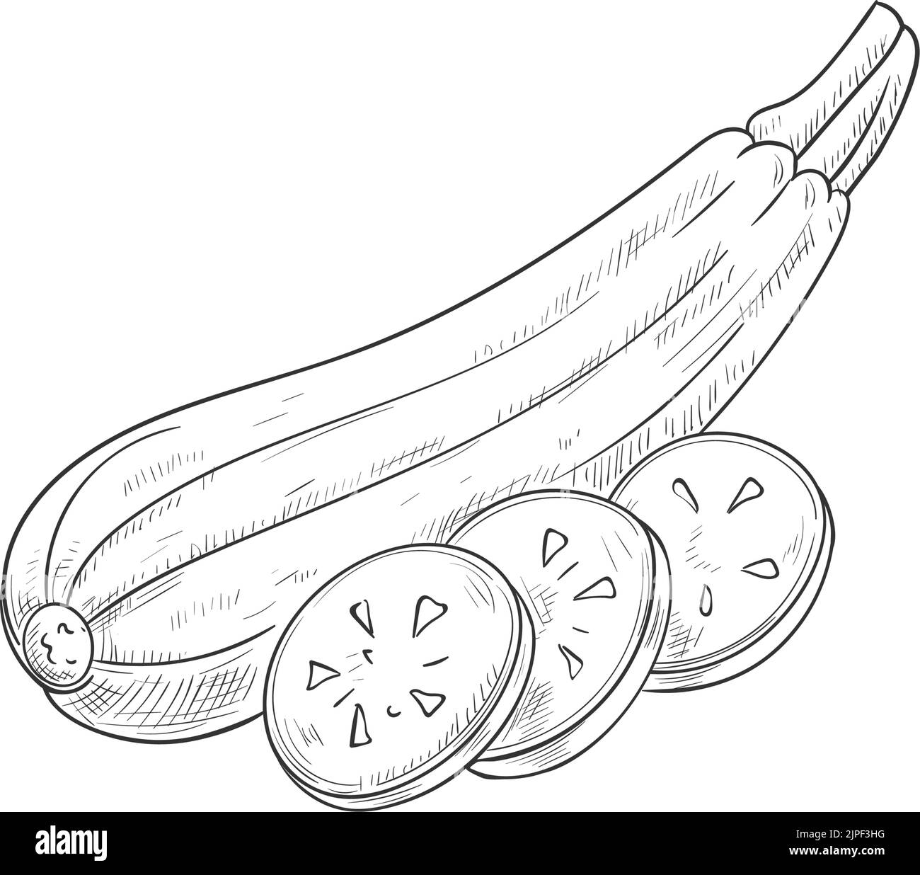 Zucchini vegetable sketch isolated squash marrow. Vector vegetarian food, monochrome veggies Stock Vector