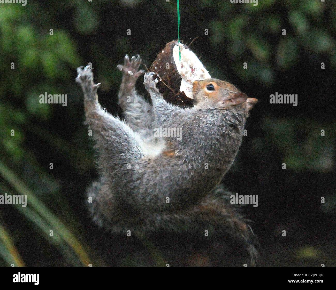 There's more than one way to crack a nut.  A grey squirrel hangs by its toesthen clings  on grimly to the swinging nut and still manages a bite to eat. The acrobatic tufty got the better of Alice Hancock's  scheme to stop squirrels stealing coconuts put out for the birds in  her garden at Hindhead, Surrey. Alice, 38, rigged up a pole and suspended the nut from it out of the squirrels reach but it took just a few minutes for the cheeky grey to work out how to get dinner. Alice said ''I'm determined to get the better of him but its back to the drawing board in my battle of wits with the little p Stock Photo