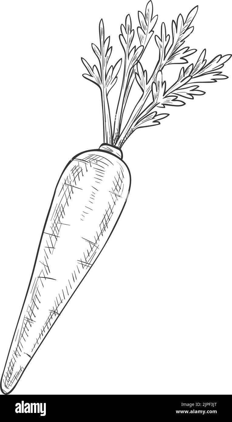 Carrot leaves isolated on Black and White Stock Photos & Images - Alamy