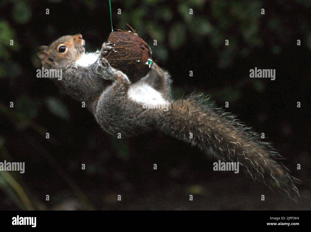 There's more than one way to crack a nut.  A grey squirrel hangs by its toesthen clings  on grimly to the swinging nut and still manages a bite to eat. The acrobatic tufty got the better of Alice Hancock's  scheme to stop squirrels stealing coconuts put out for the birds in  her garden at Hindhead, Surrey. Alice, 38, rigged up a pole and suspended the nut from it out of the squirrels reach but it took just a few minutes for the cheeky grey to work out how to get dinner. Alice said ''I'm determined to get the better of him but its back to the drawing board in my battle of wits with the little p Stock Photo