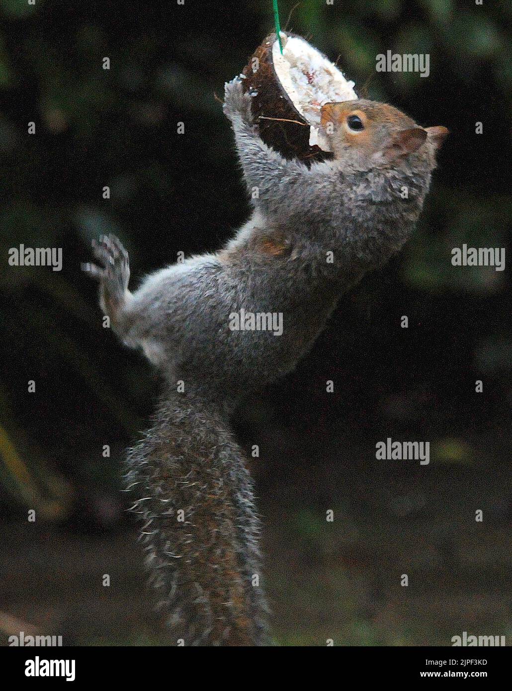 There's more than one way to crack a nut. A grey squirrel hangs by its