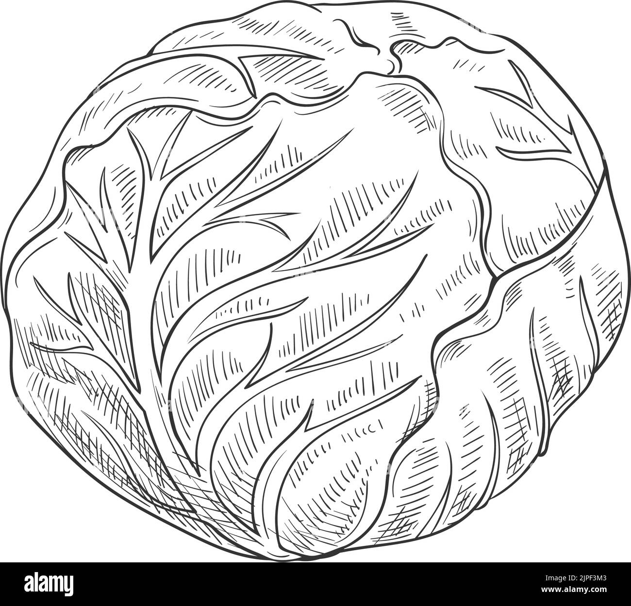 Cabbage head isolated monochrome sketch. Vector vegetable, healthy
