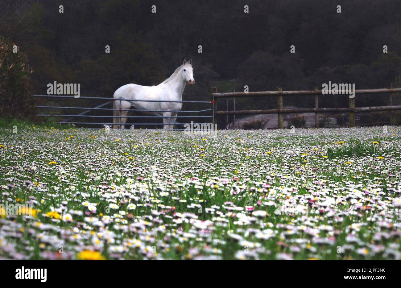 WARM SPRING TEMPERATURES AND LONG SPELLS OF SUNSHINE ARE CAUSING DANDELIONS AND DAISIES TO BLOOM IN HUGE NUMBERS ACROSS HAMPSHIRE A PURE WHITE HORSE LOOKS OUT OVER A SEA OF DAISIES THAT COVERS ITS PASTURE IN THE SPRING SUNSHINE AT BISHOPS WALTHAM IN HAMPSHIRE. PIC MIKE WALKER, MIKE WALKER PICTURES, 125 THE KEEP, PORTCHESTER, HANTS PO16 9PR TEL. 07747012287 e.mail. walker.mike@ntlworld.com Stock Photo