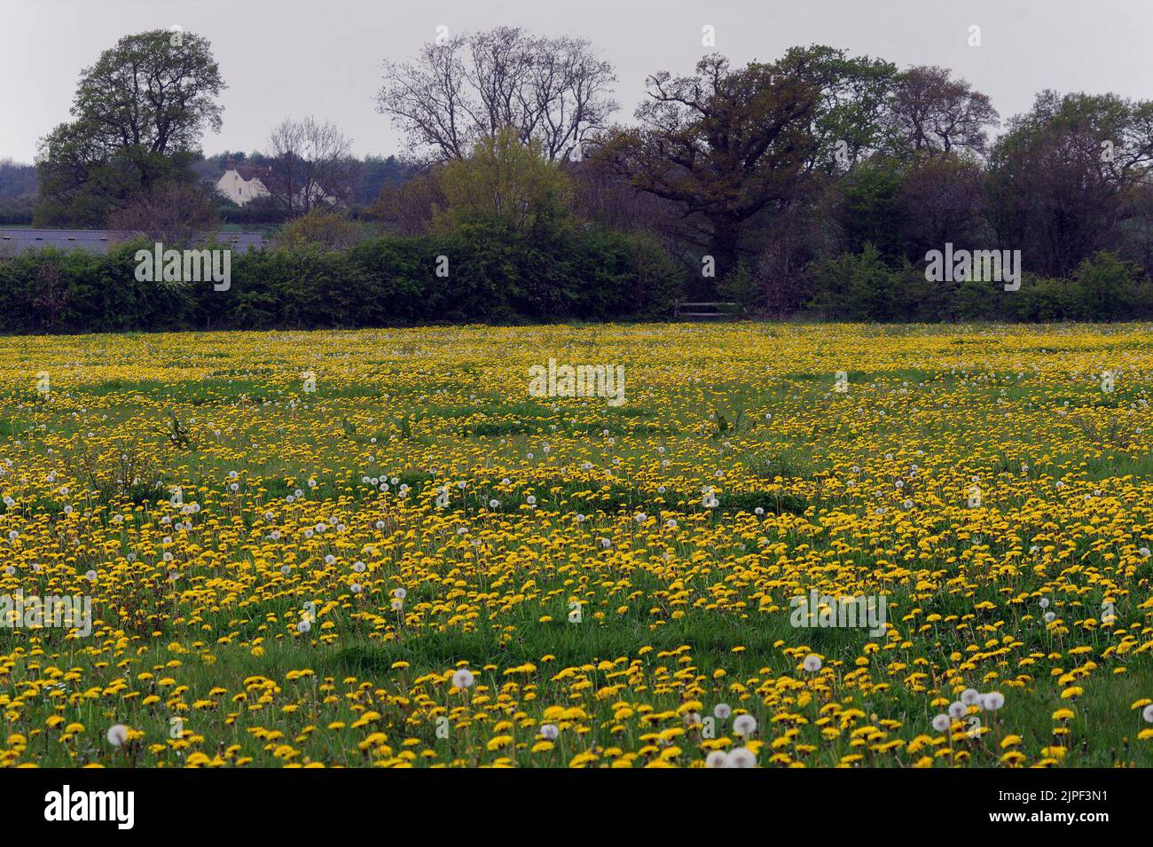 WARM SPRING TEMPERATURES AND LONG SPELLS OF SUNSHINE ARE CAUSING DANDELIONS AND DAISIES TO BLOOM IN HUGE NUMBERS ACROSS HAMPSHIRE A YELLOW CARPET OF DANDELIONS IN A FIELD AT HAMBLEDON  PIC MIKE WALKER, MIKE WALKER PICTURES, 125 THE KEEP, PORTCHESTER, HANTS PO16 9PR TEL. 07747012287 e.mail. walker.mike@ntlworld.com Stock Photo