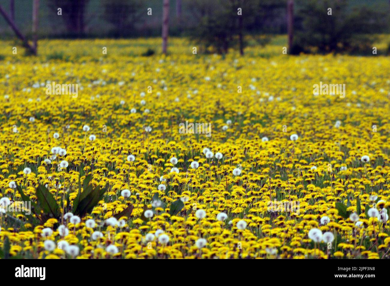 WARM SPRING TEMPERATURES AND LONG SPELLS OF SUNSHINE ARE CAUSING DANDELIONS AND DAISIES TO BLOOM IN HUGE NUMBERS ACROSS HAMPSHIRE A YELLOW CARPET OF DANDELIONS IN A FIELD AT HAMBLEDON  PIC MIKE WALKER, MIKE WALKER PICTURES, 125 THE KEEP, PORTCHESTER, HANTS PO16 9PR TEL. 07747012287 e.mail. walker.mike@ntlworld.com Stock Photo
