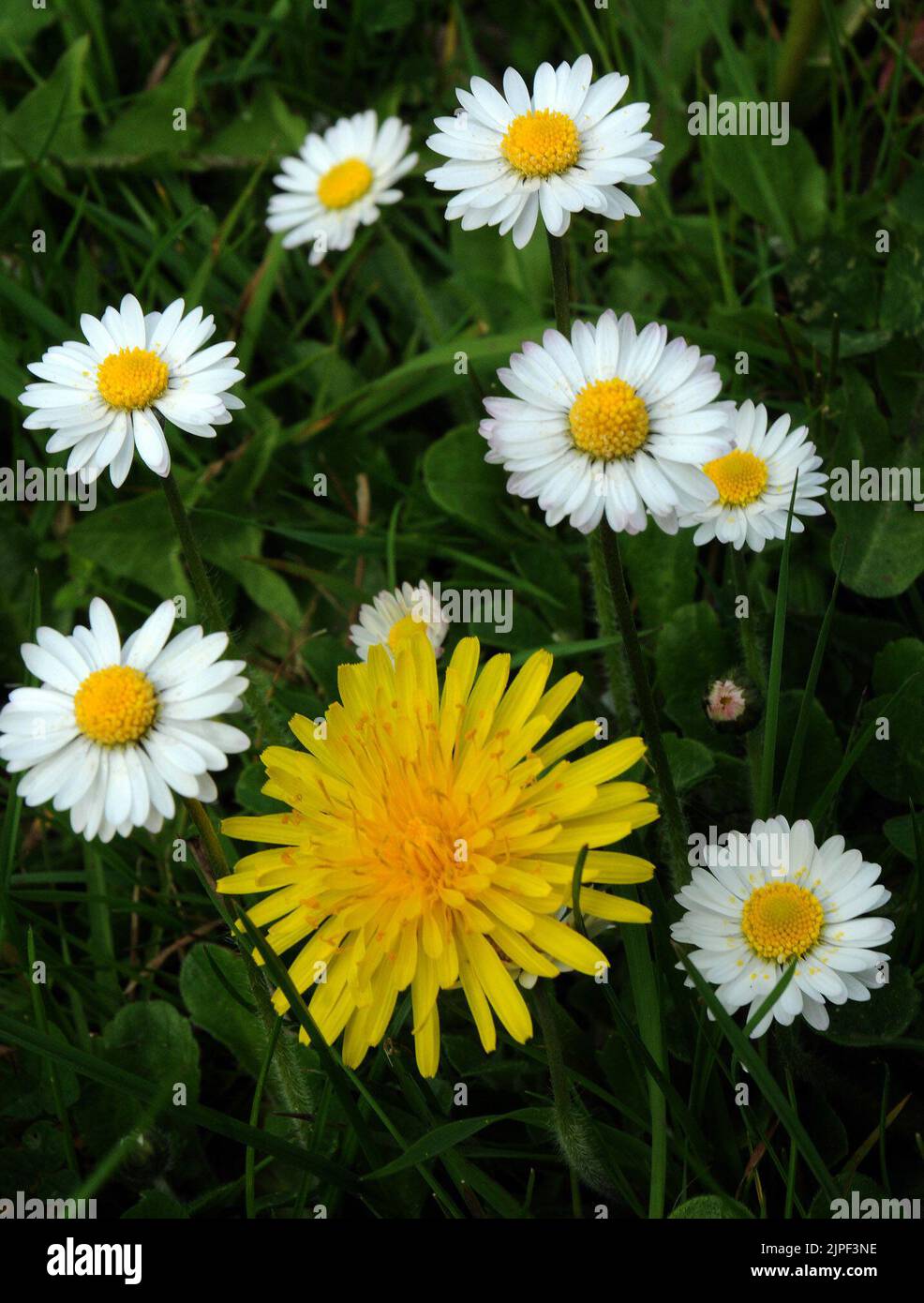 WARM SPRING TEMPERATURES AND LONG SPELLS OF SUNSHINE ARE CAUSING DANDELIONS AND DAISIES TO BLOOM IN HUGE NUMBERS ACROSS HAMPSHIREHAMPSHIRE. PIC MIKE WALKER, MIKE WALKER PICTURES, 125 THE KEEP, PORTCHESTER, HANTS PO16 9PR TEL. 07747012287 e.mail. walker.mike@ntlworld.com Stock Photo