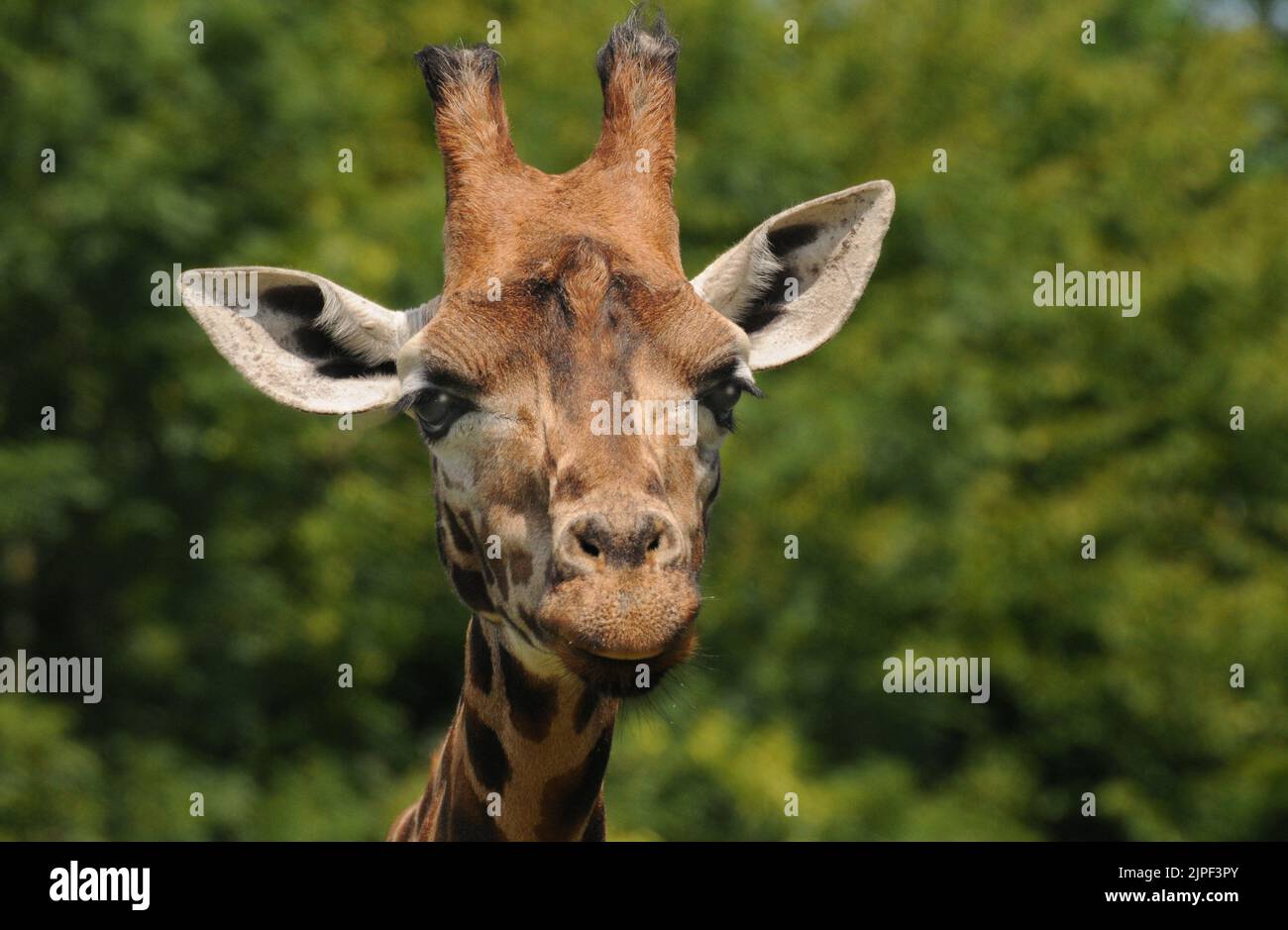 YOUNG GIRAFFE MARWELL, HAMPSHIRE MIKE WALKER 2011 MIKE WALKER PICTURES, Stock Photo