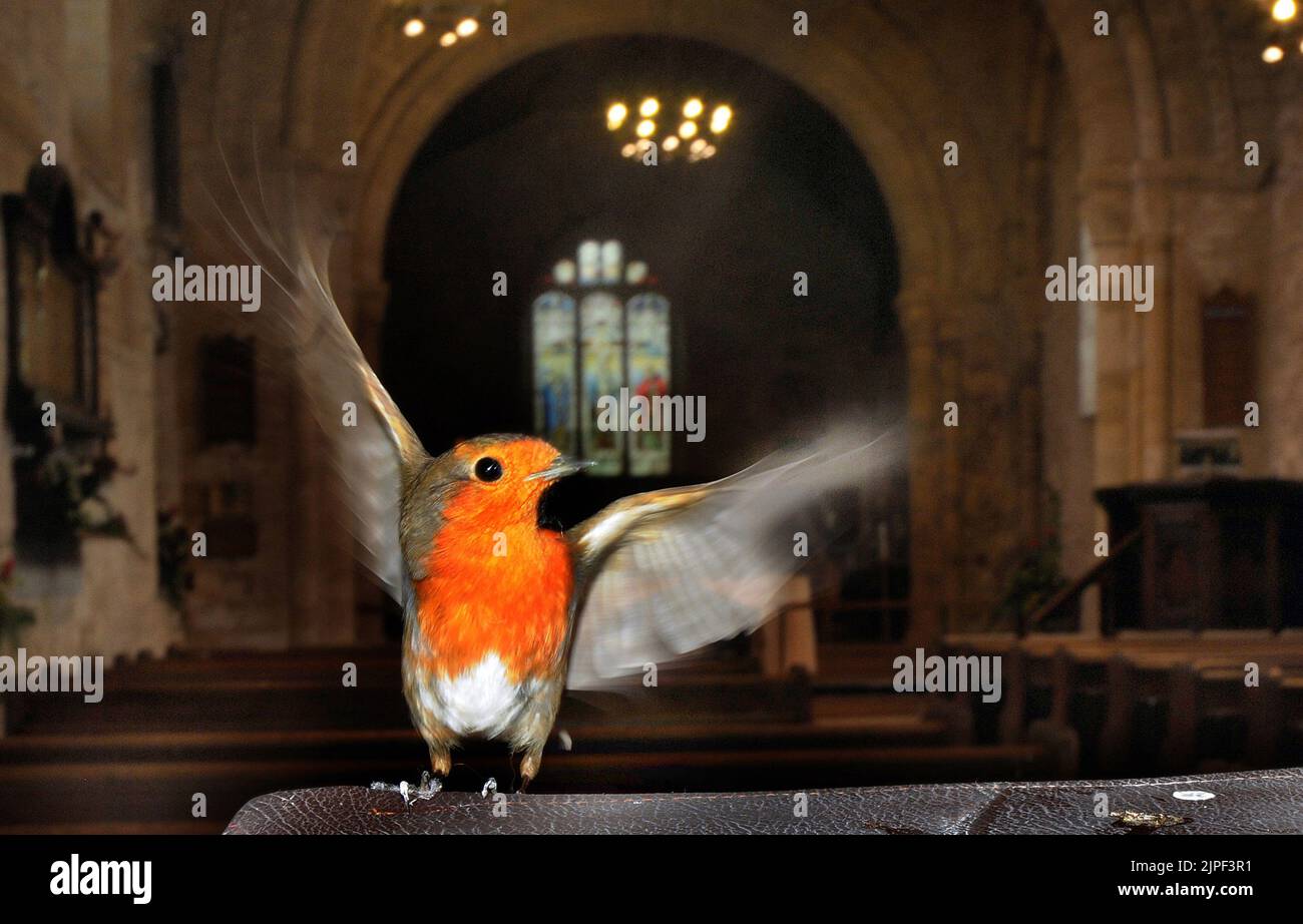 He doesn’t look like a bird of pray but Chirpy the Robin has joined the flock at a 12th century  church  in the grounds of a Norman Castle       The friendly bird flew into the church of St.Mary’s in the grounds of Portchester Castle, Hampshire seeking sanctuary from the freezing weather at the beginning of December and has stayed there ever since.      The vicar at the church Reverend Charlie Allen first spotted the bird sitting on a pew as she prepared for a service and was amazed when the bird allowed her to walk right up to it without flying off.     Since then it has hardly left the build Stock Photo