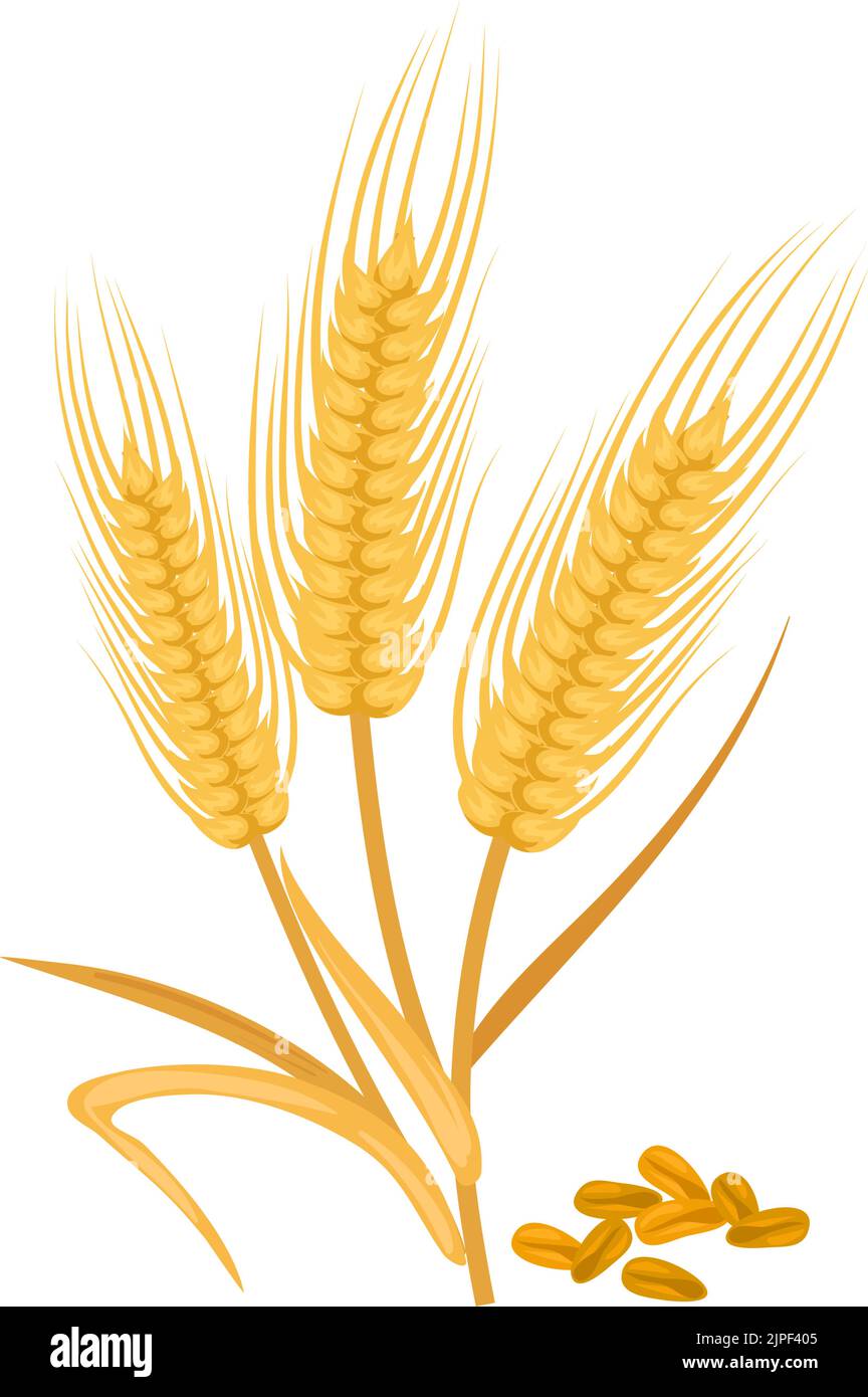 Golden ears of wheat isolated cereal grains. Vector barley or malt, rye