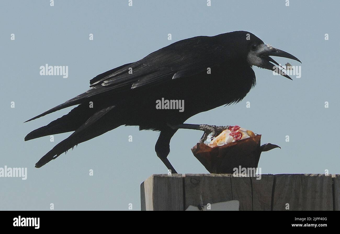 A ROOK RAIDS THE CAFE AT MARWELL ZXOO AND TUCKS INTO A CUP CAKE PIC MIKE WALKER 2011 Stock Photo