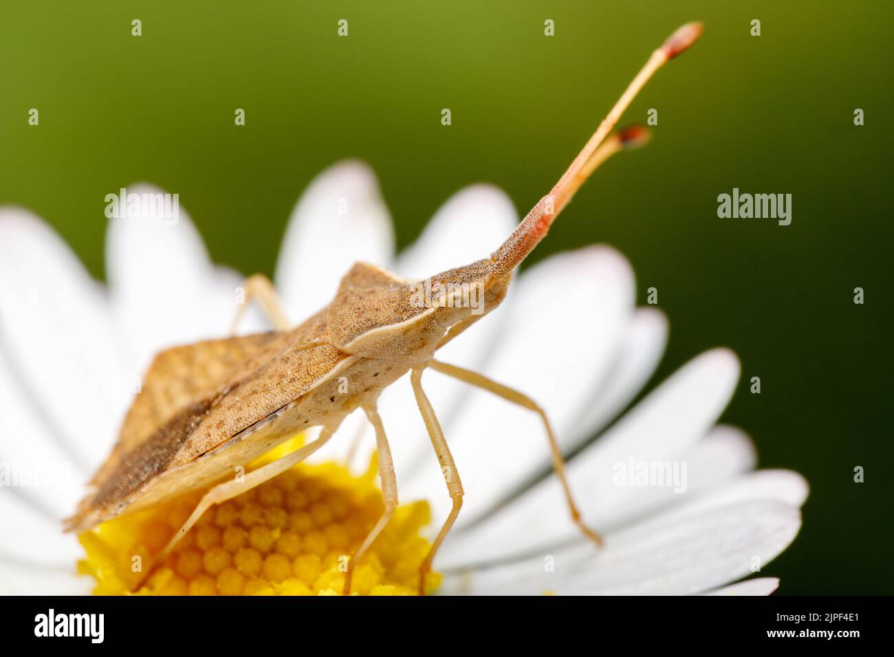 A closeup shot of a Coreidae bug on a daisy in the garden Stock Photo
