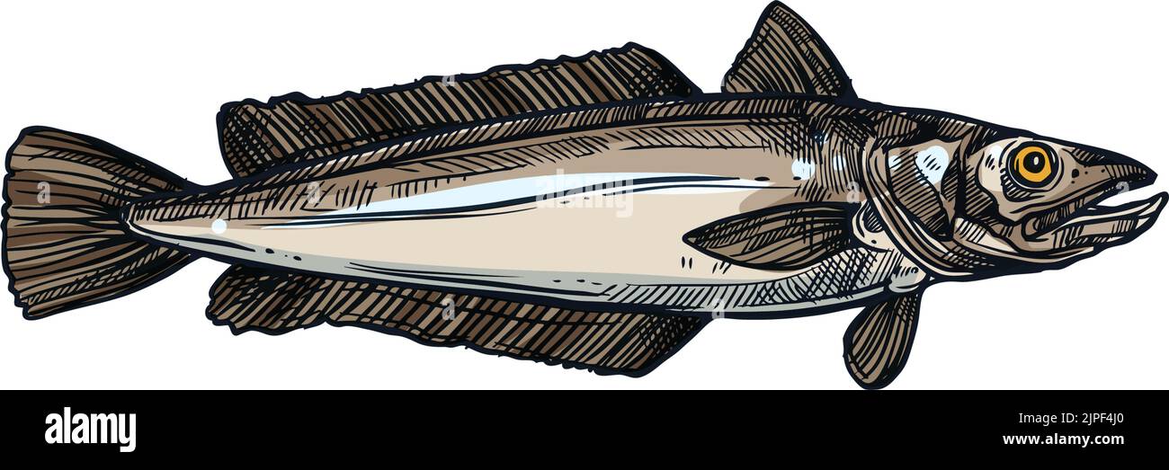 Cod or hake saltwater fish isolated aquatic animal sketch. icon. Vector