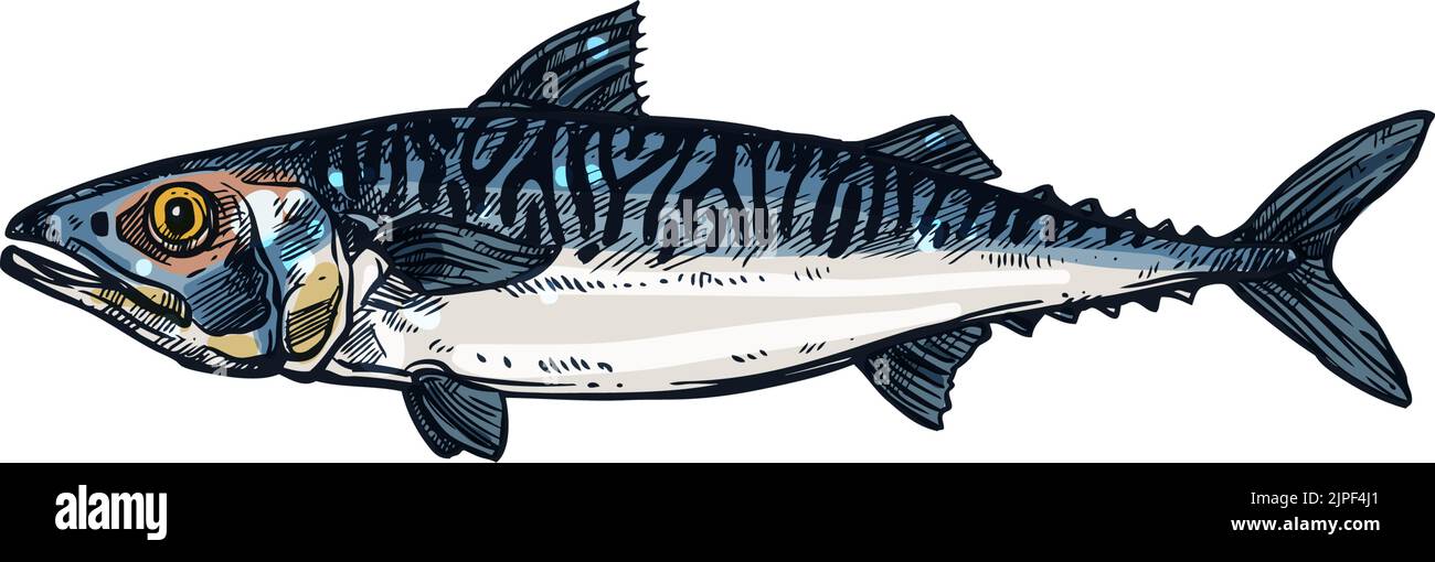 Pelagic fish, Short indian mackerel isolated realistic sketch. Vector specie of pelagic fish