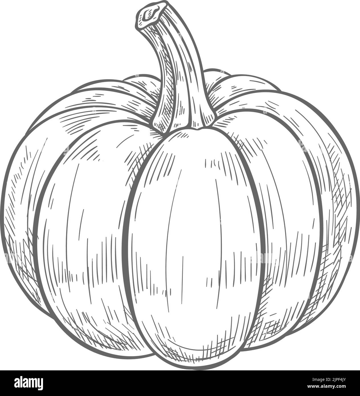 Pumpkin with stem isolated raw gourd squash monochrome sketch. Vector hand drawn ripe autumn harvest vegetable. Vegetarian food, Halloween symbol, fresh veggies icon. Pumpkin squash gourd drawing Stock Vector