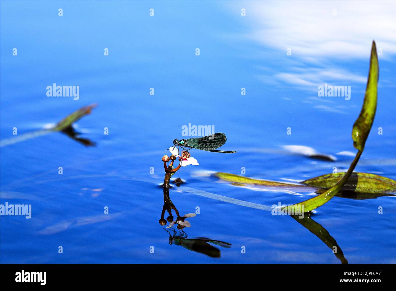 Turquoise dragonfly seat on white flower above water surface close-up. Stock Photo