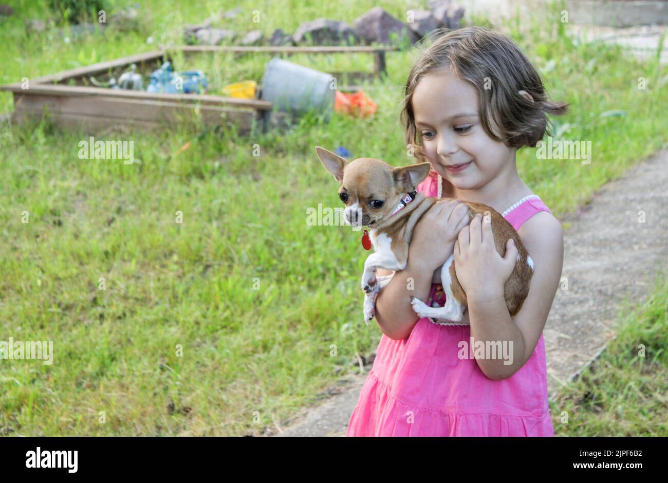https://c8.alamy.com/comp/2JPF6B2/a-pretty-toddler-girl-holds-a-small-chihuahua-dog-in-her-arms-summer-outdoors-love-care-for-pet-2JPF6B2.jpg