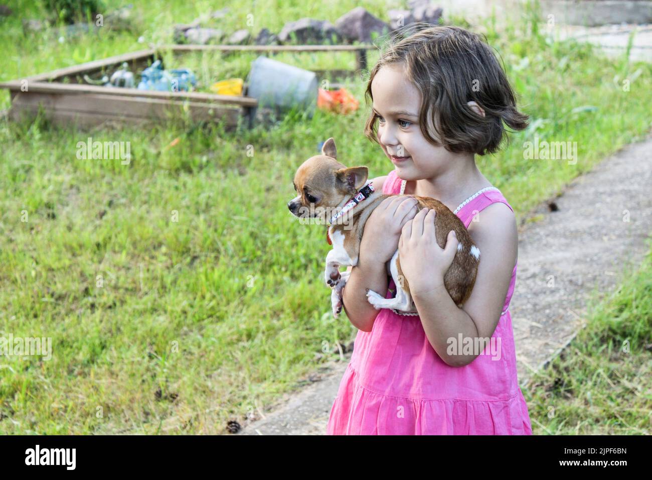 https://c8.alamy.com/comp/2JPF6BN/a-pretty-toddler-girl-holds-a-small-chihuahua-dog-in-her-arms-summer-outdoors-love-care-for-pet-2JPF6BN.jpg