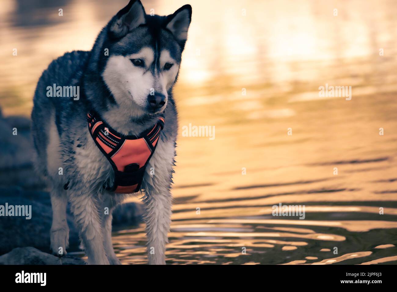 Husky in Pond Stock Photo