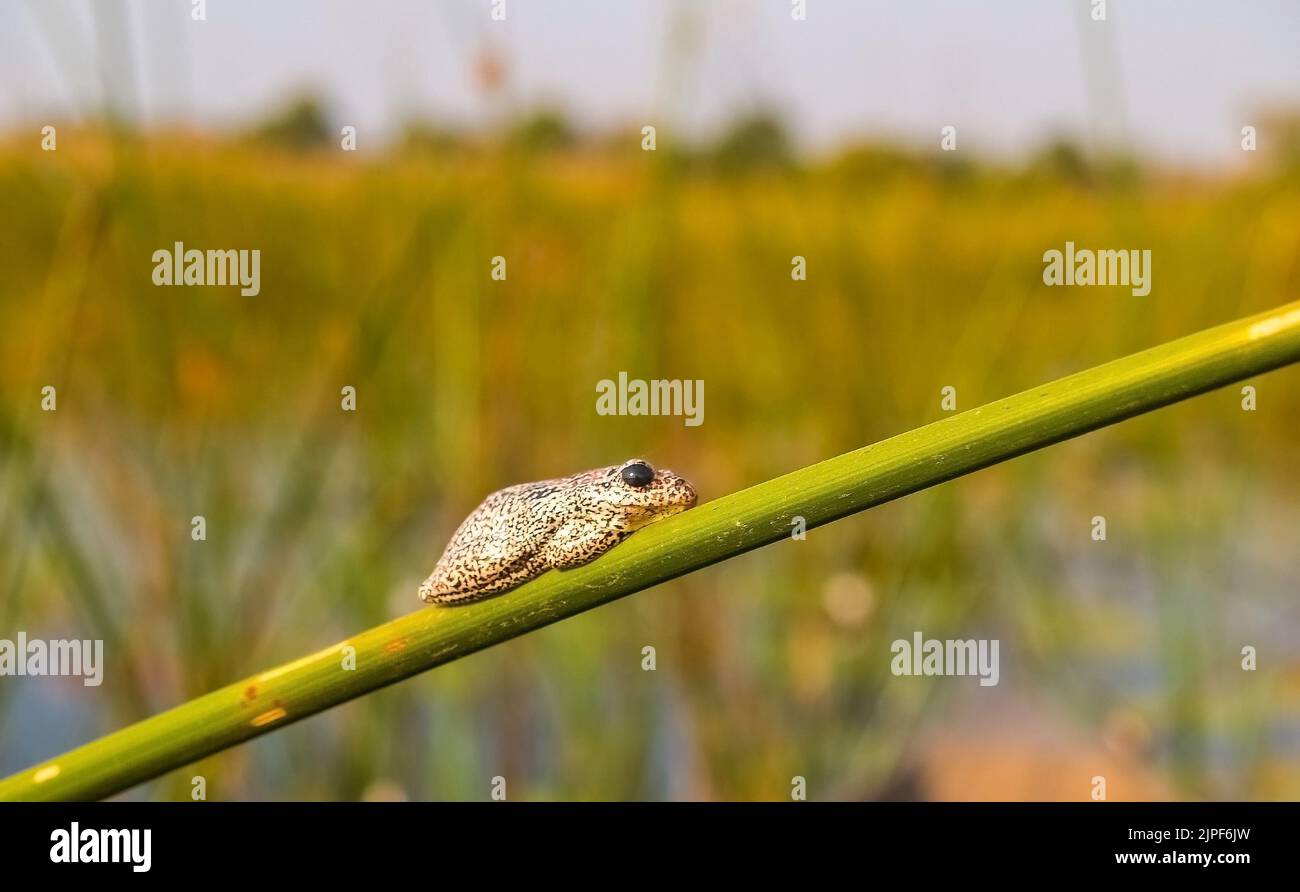 Tiny Marbled reed frog squatting on reed stem in Okavango Delta in Botswana Stock Photo