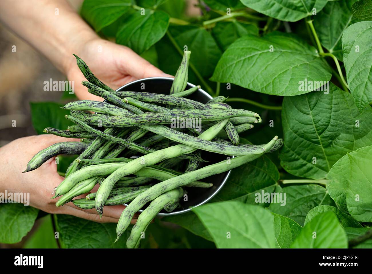 Hands holding stainless steel bowl filled with freshly harvested green pole beans from garden Stock Photo